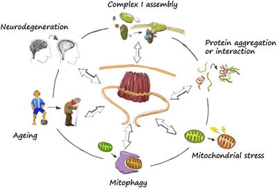 Prohibitins in neurodegeneration and mitochondrial homeostasis